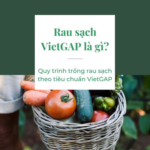 Những tiêu chuẩn nào cần đạt để được gọi là rau VietGAP? 
