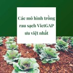 Các mô hình trồng rau sạch VietGAP ưu việt nhất
