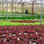 Công bố phù hợp quy định an toàn vệ sinh thực phẩm 